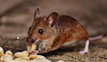 Find Exterminators in Lamoure County
